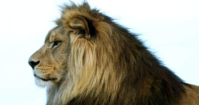 African Lion, panthera leo, portrait of Male with Nice Mane , Real Time 4K