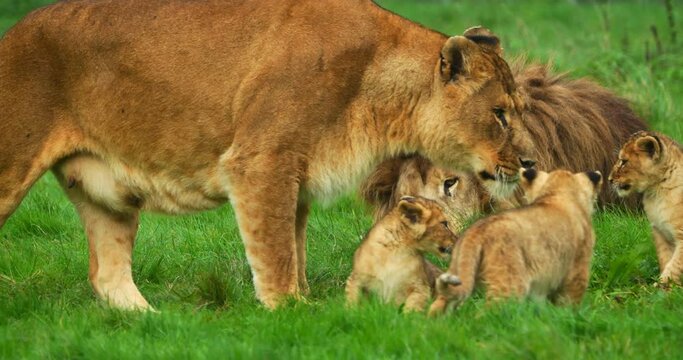 African Lion, panthera leo, Group with Male Female and Cub, Real Time 4K