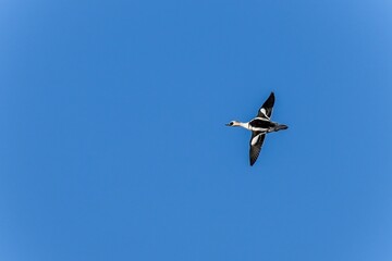 青空バックに飛ぶミコアイサ オスの飛翔シーン