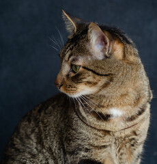 Close-up portrait of a tabby cat on a dark background