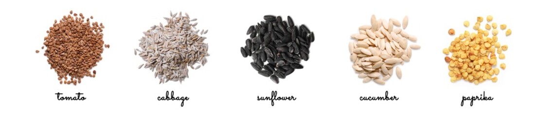 Set of vegetable seeds and its names on white background, top view. Tomato, cabbage, sunflower, cucumber and paprika