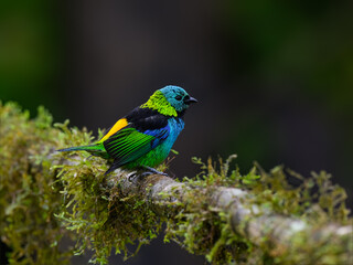 Green-headed Tanager portrait on  mossy stick against dark  background
