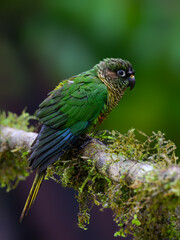 Marron-bellied Parakeet portrait on  mossy stick against green background