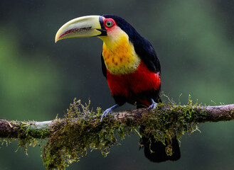 Red-breasted Toucan portrait on  mossy stick on rainy day against dark background