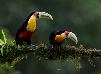 Fototapeta premium Two Red-breasted Toucans portrait on mossy stick on rainy day against dark green background