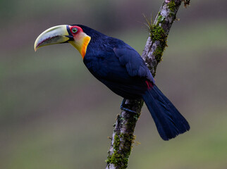 Red-breasted Toucan portrait on  mossy stick on rainy day against dark background
