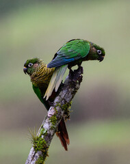 Two Marron-bellied Parakeets portrait on snag 