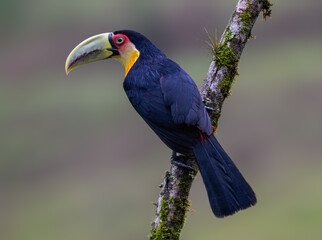 Red-breasted Toucan closeup portrait on mossy stick  