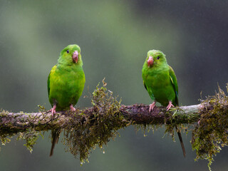 Two Plain Parakeets portrait on  mossy stick on rainy day against dark background