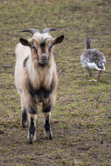 Naklejka na ściany i meble Goat with horns brown on the farm.