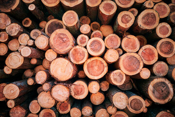 Wood freshly cut from the forest. Stacked Wood Logs Pattern Background./森の豊穣。