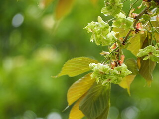 緑色の桜　御衣黄