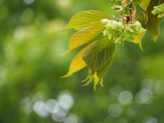 緑色の花　御衣黄