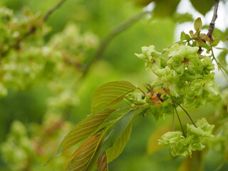 緑色の花　御衣黄