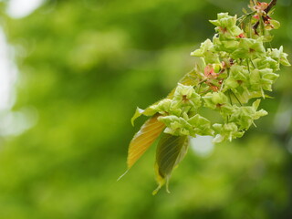 緑色の花　御衣黄