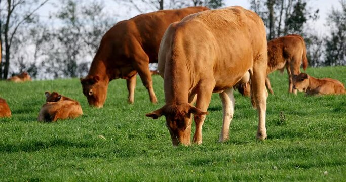 Limousin Domestic Cattle, Cows and Calves, Loire Countryside in France, Real Time 4K