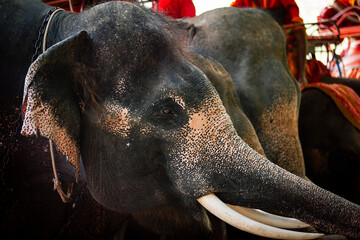 close up asia male elephant head with beautiful ivory