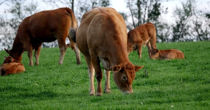 Limousin Domestic Cattle, Cows and Calves, Loire Countryside in France, Real Time 4K