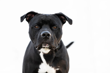 One black Pitbull dog wearing a black and orange collar posing on the grass by a white fence in the background
