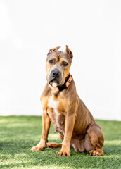 One brown Pitbull dog wearing black and orange collar standing on the grass and looking at the camera