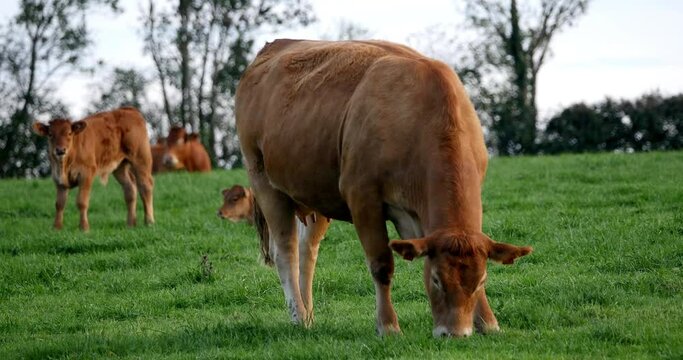 Limousin Domestic Cattle, Cows and Calves, Loire Countryside in France, Real Time 4K