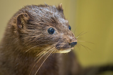 Detail of a dissected American mink.