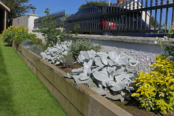 Senecio candicans Angel Wings plants on a sunny summers day in a garden UK