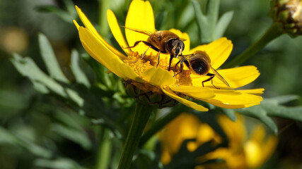 Bees and Hoverfly’s on a Corn Marigold flower on a sunny day in the garden in summer