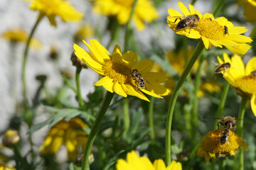 Bees and Hoverfly’s on a Corn Marigold flower on a sunny day in the garden in summer
