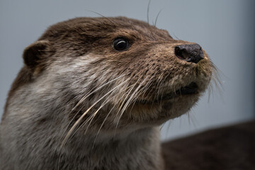 Portrait of a dissected river otter animal.