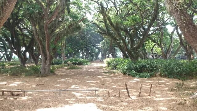 Drone video footage around de Djawatan forest in banyuwangi, East Java, Indonesia.