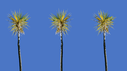 Palm trees blowing in the wind with blue sky background text copy