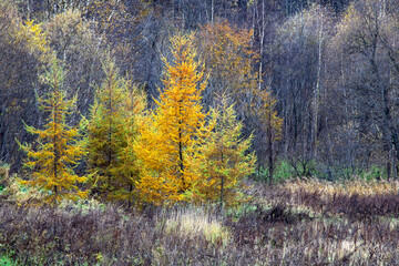 Fototapeta premium 足寄町