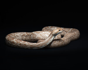 Pantherophis obsoletus lindheimeri on black background. Texas rat snake portrait. Exotic pet in studio