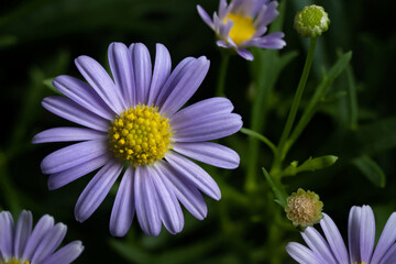 Brachyscome purple flower close up with isolated dark background. Brachyscome fresco candy flower close up. Swan River Daisy Fresco Candy flower.