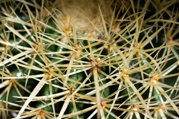 Green cactus spikes close up