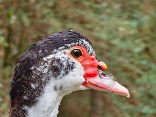 Close Up of the Head of a Muscovy Duck in Profile Facing Right