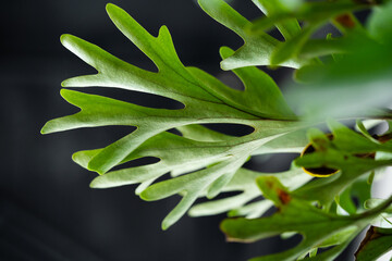 Platycerium Ridleyi staghorn fern fronds close up © JCM