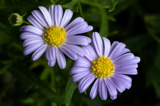 Brachyscome purple flower close up with isolated dark background. Brachyscome fresco candy flower close up. Swan River Daisy Fresco Candy flower.
