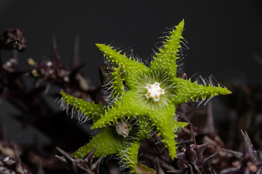 Orbea Dummeri succulent flower close up with isolated black background. Lime colour flower.