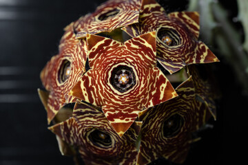Huernia Zebrina succulent flower bud close up with isolated black background.
