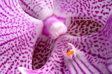 Fototapeta premium Purple spot Phalaenopsis Orchid close up with isolated black background
