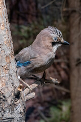 A dissected jay on a tree branch.