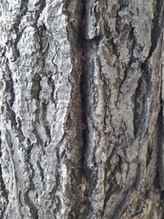 Tree bark crack