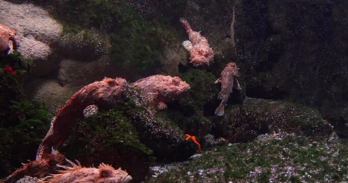 Red scorpionfish, scorpaena sp. Seawater Aquarium in France, Real Time 4K
