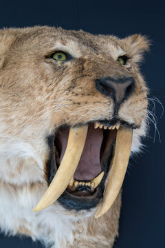 A dissected head of a saber-toothed tiger.