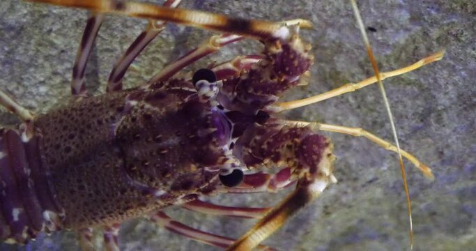 Spiny Lobster, palinurus elephas, Seawater Aquarium in France, Real Time 4K