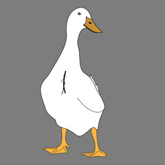 Vector white swan standing upright