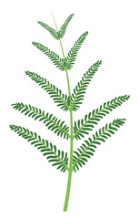 Green branch of a plant with tiny leaves in flat colors, Vector illustration