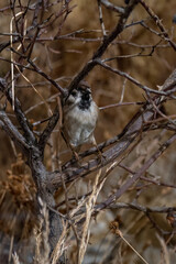 A stuffed sparrow on a bush twig.